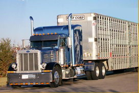 Cattle Trucking