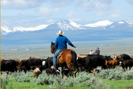 Feeder Cattle Order Buyers