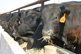 Cattle Feeding